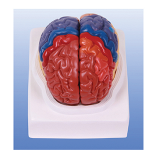 Cerebral cortex partition model: opening the door to wisdom
